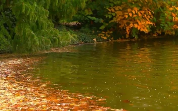 Free Stock Video Relaxing Lake During Fall With Leaves Floating In It