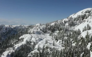 Free Stock Video Relief In A Snowy Pine Forest
