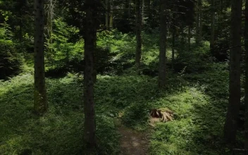 Free Stock Video Reverse Tour Of A Humid Forest Of Tall Trees