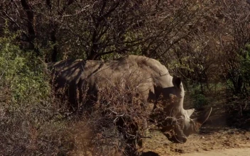 Free Stock Video Rhino Walking In The Jungle