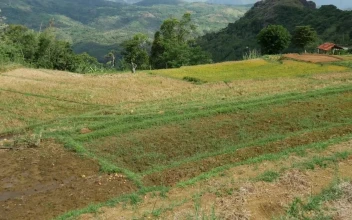 Free Stock Video Rice Fields And The Mountains In Sri Lanka