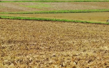 Free Stock Video Riding A Bicycle In The Agriculture Fields
