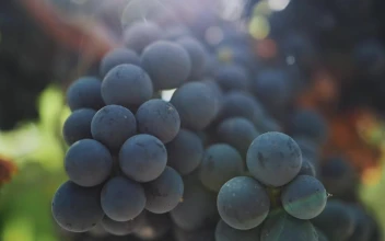 Free Stock Video Ripe Grapes Before Harvest