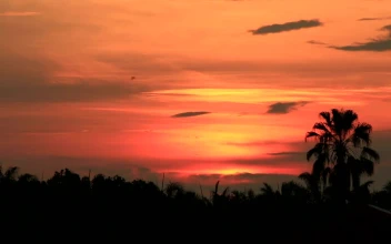 Free Stock Video Rising Sun Over Tall Trees