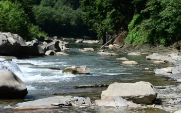 Free Stock Video River Flowing Through A Forest Creek