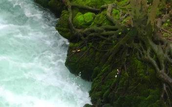 Free Stock Video River Running Along The Roots Of A Tree