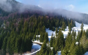 Free Stock Video Road Going Through A Snowy Forest At A Sunny Day
