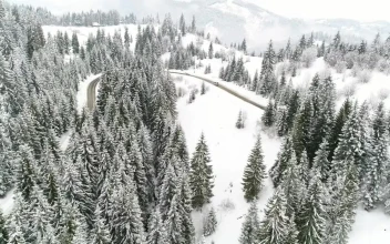 Free Stock Video Road In A Snowy Forest With Pine Trees