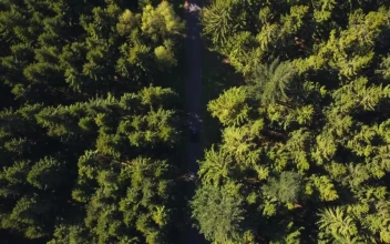 Free Stock Video Road In The Middle Of A Forest Top Aerial Shot