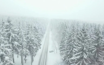 Free Stock Video Road Through A Foggy Winter Forest
