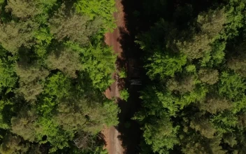 Free Stock Video Road Through A Pine Forest Seen From Above