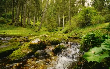 Free Stock Video Rocky Stream Flows Through Mossy Forest