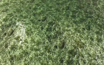 Free Stock Video Rocky Surface Under Crystal Clear Water
