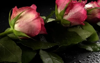 Free Stock Video Romance Details Pink Roses