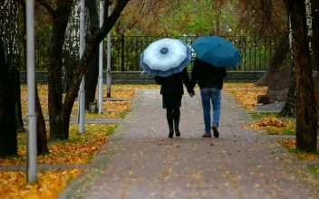 Free Stock Video Romantic Couple Walking In The Park During The Fall