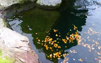 Free Stock Video Rose Leaves Floating In A Pond