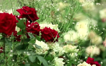 Free Stock Video Roses Bouquet Closeup