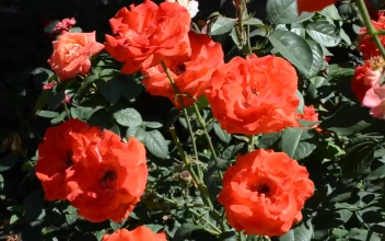 Free Stock Video Roses Blowing In A Gentle Breeze