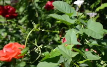 Free Stock Video Roses Growing In A Small Garden
