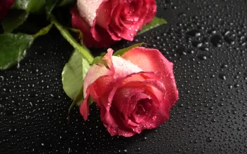 Free Stock Video Roses Laid Out On A Table