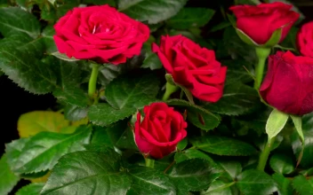 Free Stock Video Roses Opening Their Petals On A Rosebush