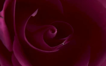 Free Stock Video Rotating Pink Rose