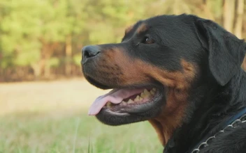Free Stock Video Rottweiler Waiting In A Forest