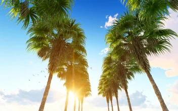 Free Stock Video Row Of Palm Trees On The Hawaii Beach