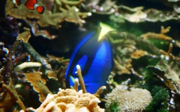 Free Stock Video Royal Blue Tang Fish Swim In Coral Reef