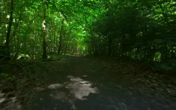 Free Stock Video Running Along A Forest Track