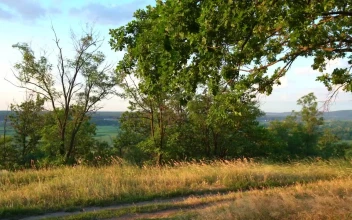Free Stock Video Rural Road In The Grass