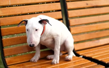 Free Stock Video Sad And Hungry Dog Lost Under Rain