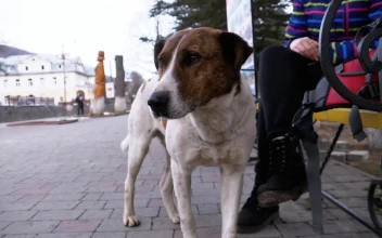 Free Stock Video Sad Dog In The City Park