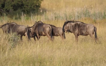 Free Stock Video Safari Animals In The Wild
