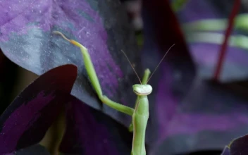 Free Stock Video Santis Religious Climbing Up Leaves Of A Plant