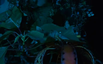 Free Stock Video Scary Halloween Pumpkin Lit Up In The Dead Of Night