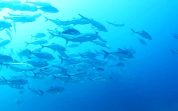 Free Stock Video School Of Fish Swimming