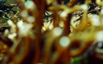Free Stock Video School Of Ocean Fish Swim Along Coral Reef