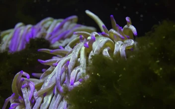 Free Stock Video Sea Anemone At The Coral Reef