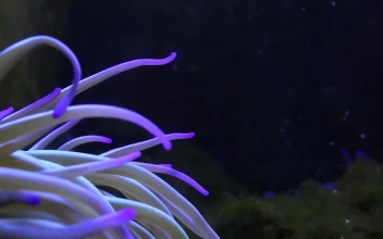 Free Stock Video Sea Anemone Moving In The Bottom Of The Sea