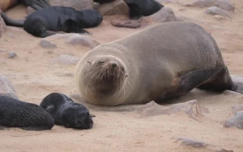 Free Stock Video Sea Lion Scratching And Moving In The Sand