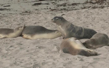 Free Stock Video Sea Lions Sleeping In The Sand