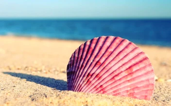 Free Stock Video Sea Shell On The Sand Near The Seashore
