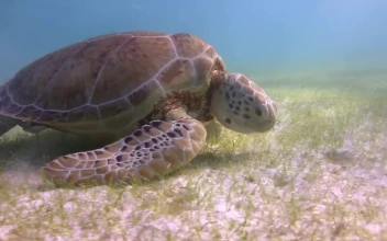 Free Stock Video Sea Turtle Feeding On The Seabed