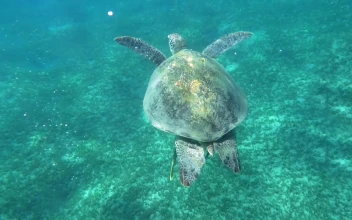 Free Stock Video Sea Turtle Swimming In A Clear Bay