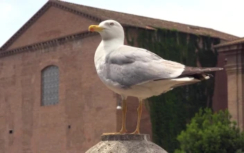 Free Stock Video Seagull Standing