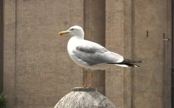 Free Stock Video Seagull Standing On A Concrete Ball