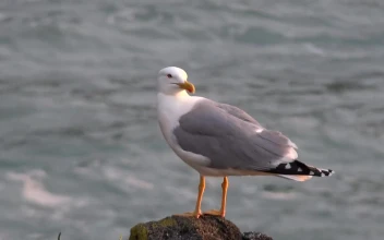 Free Stock Video Seagull Standing On A Rock