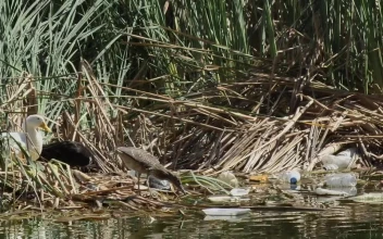 Free Stock Video Seagulls And Ducks In A River Polluted With Garbage