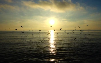 Free Stock Video Seagulls Against The Horizon